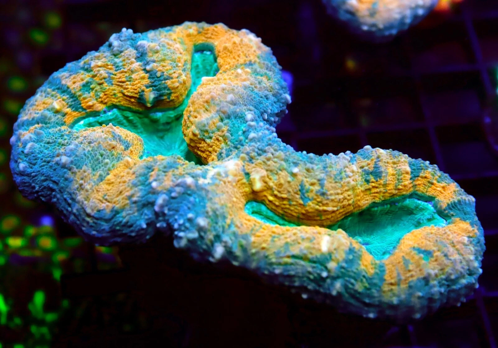 Lobo Brain Coral